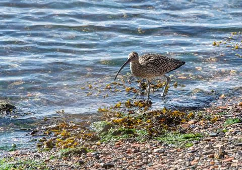 Curlew hunting on the shoreline of the Forth of Forth, Fife, Scotland Stock Photos