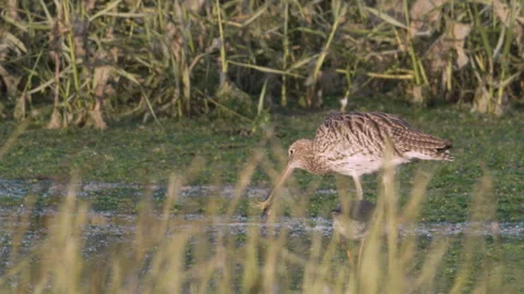 Curlew ( Numenius arquata ) eats crab Stock Footage 259558839