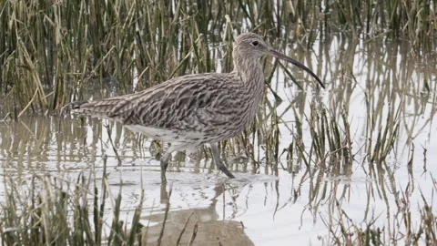 Curlew ( Numenius ) wading through salt marsh Stock Footage 289676153