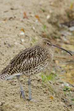 Curlew Stock Photos