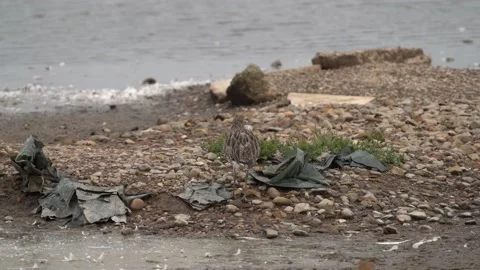 Curlew in the plastic waste Vidéo 162553544