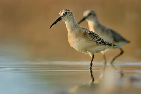 Curlew Sandpiper - Calidris ferruginea two birds standing in the water and fe Stock Photos