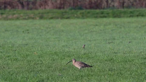 Curlew search feed on the meadow, spring Stock Footage 116234472