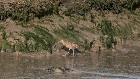 Curlew wading in the mud Stock Photos