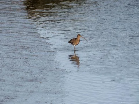 Curlew wading in the shallows Foto stock