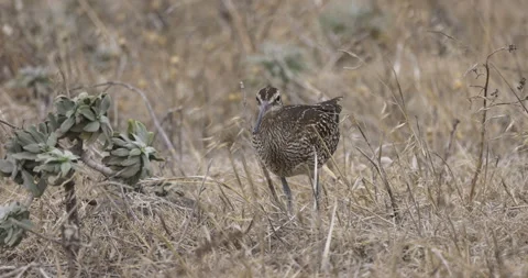 Curlew in the wind, 4K slomo Stock Footage 245758290