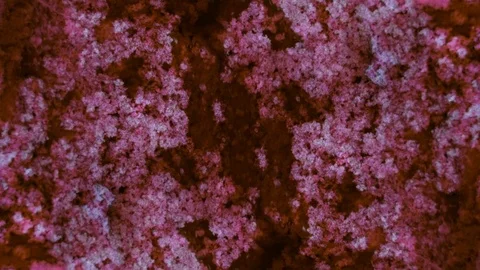 Curlicue of Paints Stock-Footage 71261766