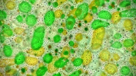 Curlicue of Paints 動画素材 71263350