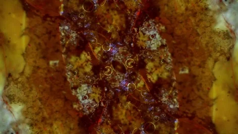 Curlicue of Paints Video stock 71264340