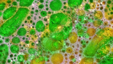 Curlicue of Paints Видео 71288412