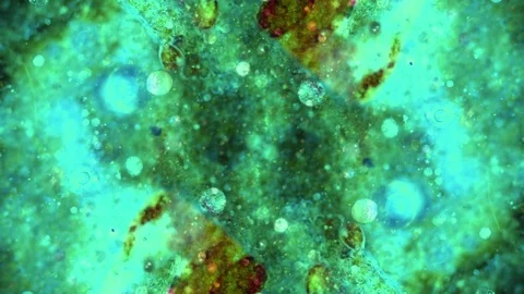 Curlicue of Paints Видео 71312401