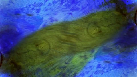 Curlicue of Paints Video stock 71399190