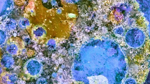 Curlicue of Paints Видео 71402698