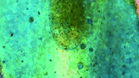 Curlicue of Paints Stock Footage 71402803