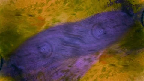 Curlicue of Paints Видео 71454750