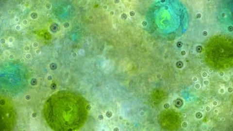 Curlicue of Paints Видео 71472342