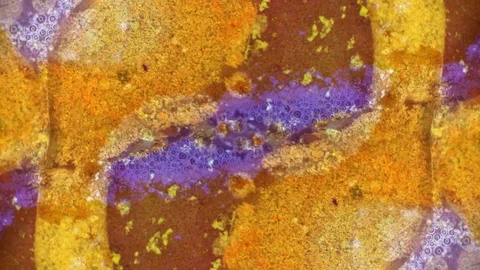 Curlicue of Paints 스톡 동영상 71490243