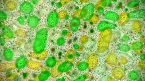 Curlicue of Paints Видео 71490854