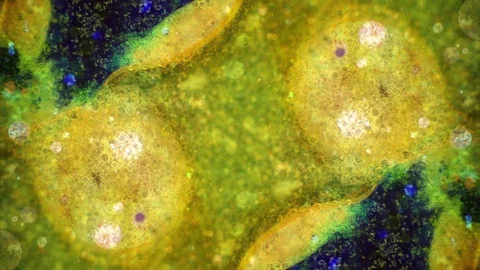 Curlicue of Paints Vídeo Stock 71585779