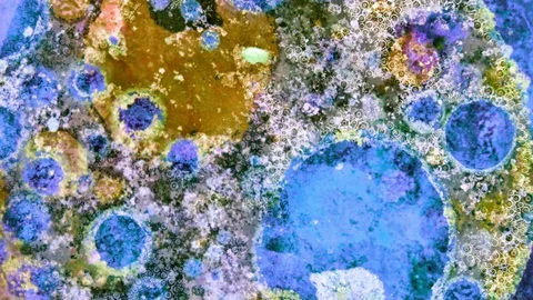 Curlicue of Paints Vídeos de archivo 71590881