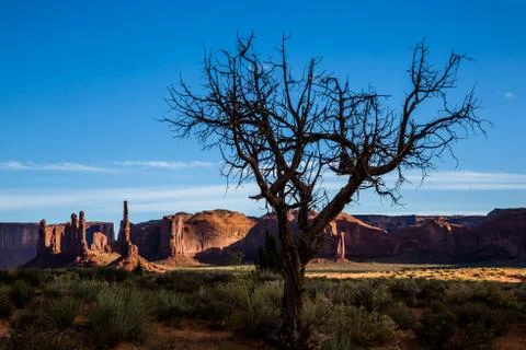 Curling branches of dead tree shadowed in front of side lit towers and cliffs Stock Photos