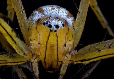 Curling Leaf Spider Stock Photos