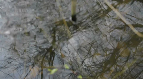 Curling Water of a Frog Pond Stock Footage
