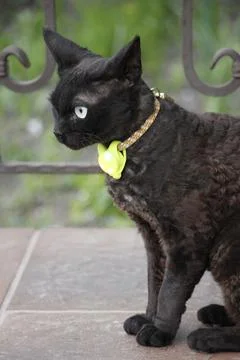 Curly black collar devon rex cat sits on the veranda Stock Photos