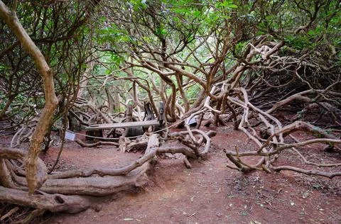 Curly branches Stock Photos