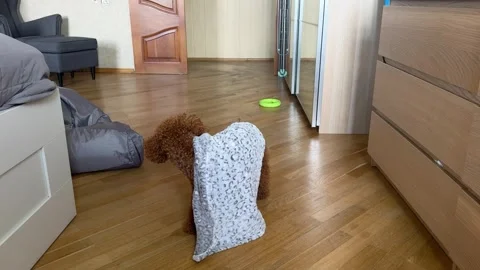 Curly brown dog under a small throw blanket indoors Video stock 342509573