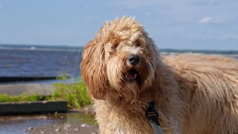Curly brown goldendoodle or kawapoo dog on the beach at the bay of the sea .. Stock Footage 317170433