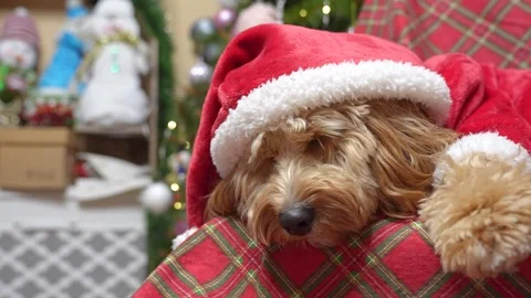Curly brown Labradoodle or Kawapoo dog under the Christmas tree in a red Sa.. Stock Footage 329234292