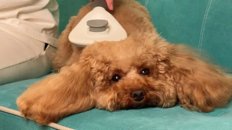Curly brown poodle being gently brushed on turquoise sofa through progressive Stock Footage 338061871