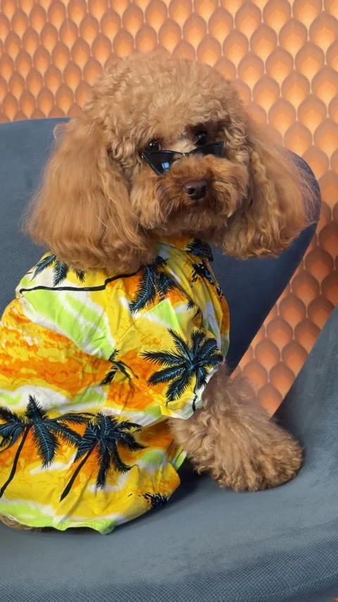Curly brown poodle in black cateye sunglasses and bright yellow Hawaiian shirt Stock Footage 343770671