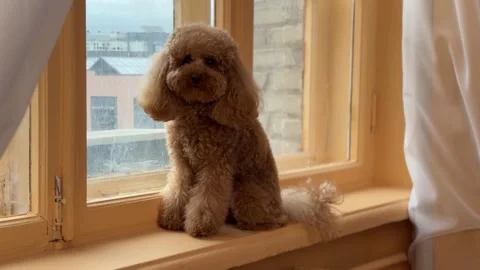 Curly brown poodle sitting on painted wooden windowsill near center-left with Stock Footage 338055127