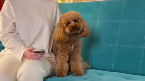 Curly brown poodle sitting on teal sofa beside person holding remote during Stock Footage 338064701