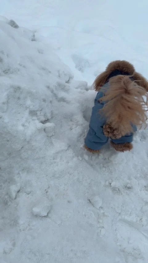 Curly brown small dog sniffing deep snow while wearing blue winter coat mid Stock Footage 340284071