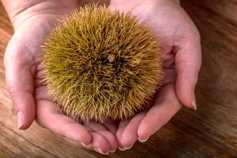 Curly chestnut 스톡 사진