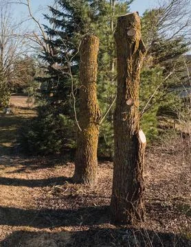 Curly corkscrew willow tree trunks pruned in spring Stock Photos