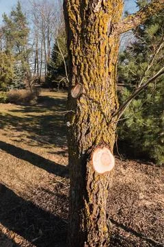 Curly corkscrew willow tree trunks pruned in spring Stock Photos