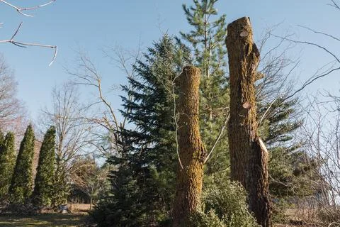 Curly corkscrew willow tree trunks pruned in spring Stock Photos