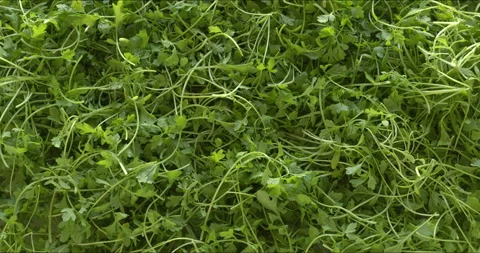 Curly cress greens. Видео 339107914
