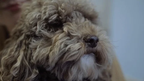 Curly dog with hands Stock Footage 102258514