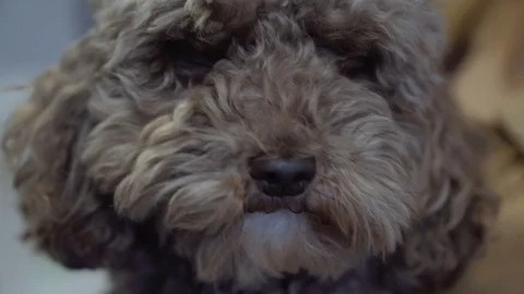 Curly dog with hands Stock Footage 102258521