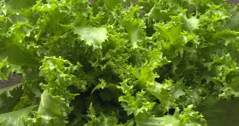 Curly endive background. Stock Footage 308745568