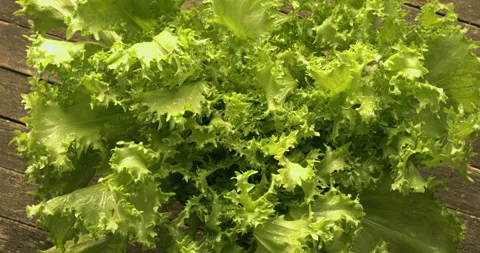 Curly endive (Cichorium endivia). Video stock 331288986