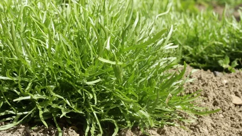 Curly endive grown organically without pesticides in the ground on a windy day Video stock 130009850