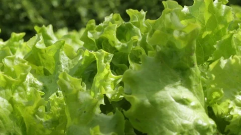 Curly endive grown organically without pesticides in the ground on a windy day Stock Footage 130009909