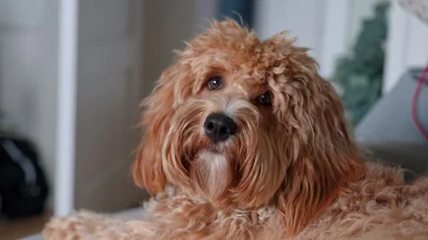 A curly-haired brown Labradoodle or poodle dog is lying on the couch at home Stock Footage 317170382