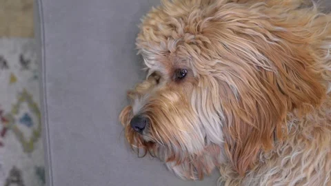 A curly-haired brown Labradoodle or poodle dog is lying on the couch at home Vídeos de archivo 317170388